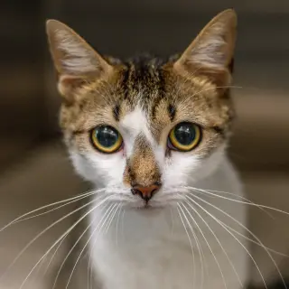 Miss Patty