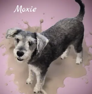 Moxie