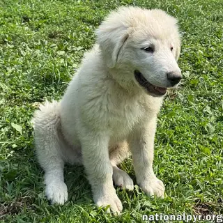 Marshmallow in OH - Loves To Play In The Water!