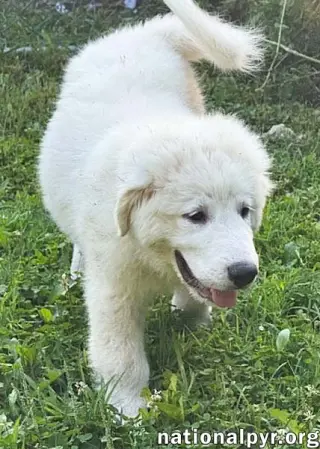 Marshmallow in OH - Loves To Play In The Water!