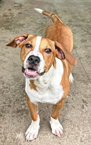 Domino