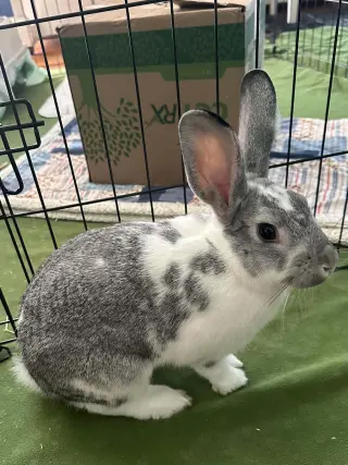 Tony: Not at shelter (Sierra)