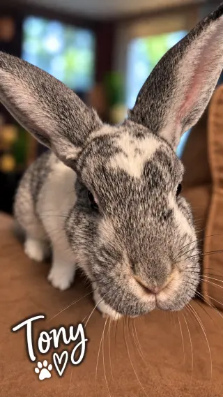 Tony: Not at shelter (Sierra)