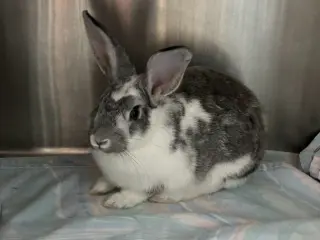 Tony: Not at shelter (Sierra)