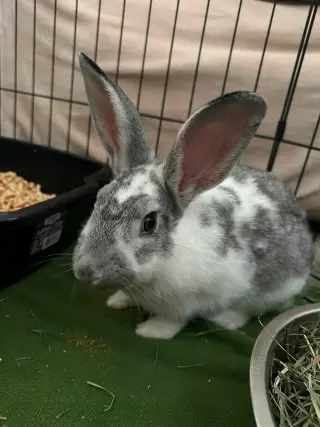 Tony: Not at shelter (Sierra)