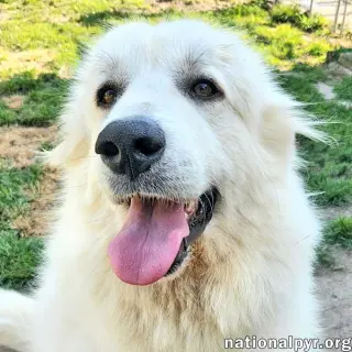 Marley in KY - Sweet, Social & Eager To Please!