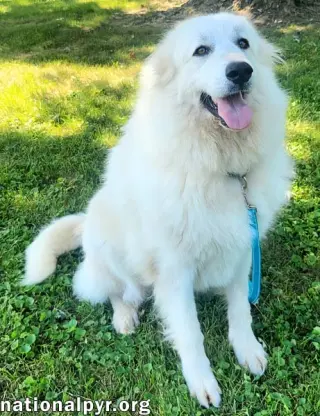 Marley in KY - Sweet, Social & Eager To Please!
