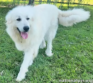 Marley in KY - Sweet, Social & Eager To Please!