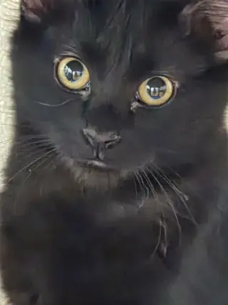 Ember