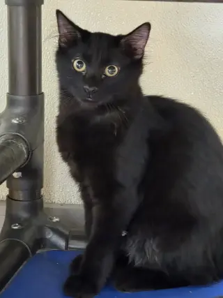 Ember