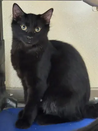 Ember