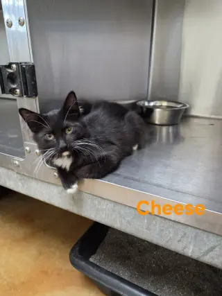 Cheese