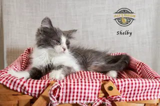Shelby