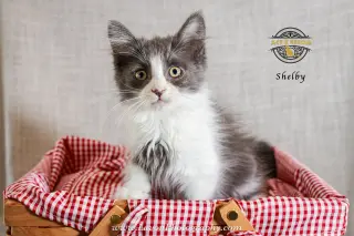 Shelby