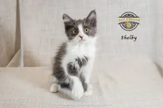 Shelby