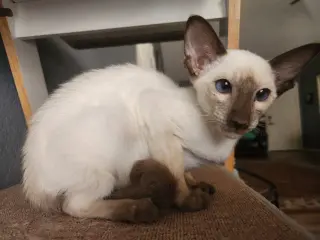 Baby Baby