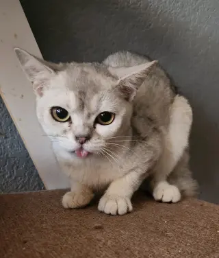 Squishy