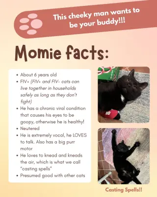 Momie