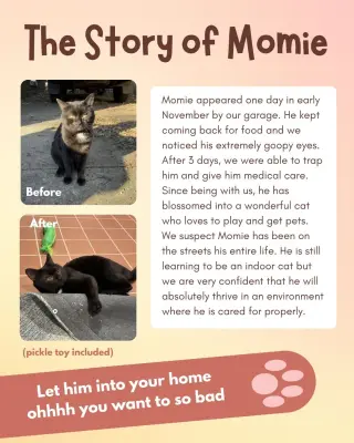 Momie