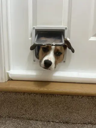 Badger