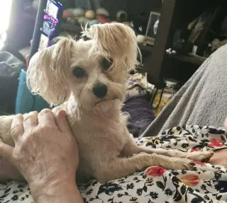 TEDDY