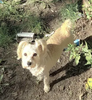 TEDDY