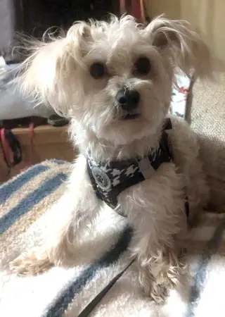 TEDDY