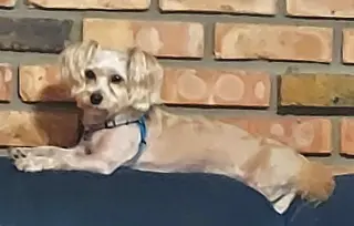 TEDDY