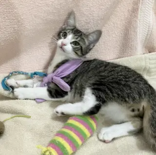 Gus