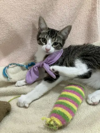 Gus