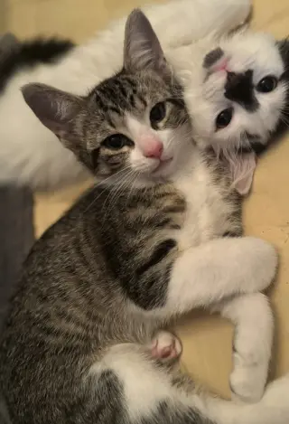 Gus