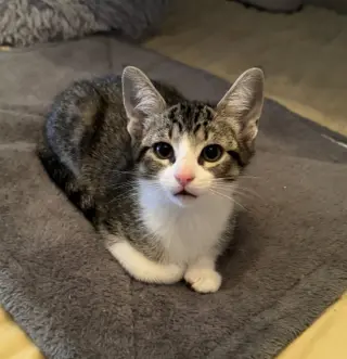 Gus
