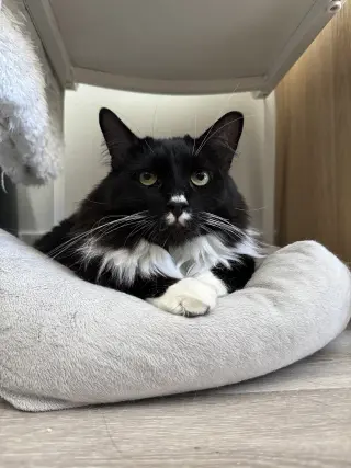 Chaulk (bonded with Chili)