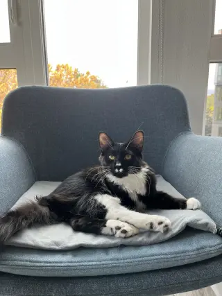 Chaulk (bonded with Chili)