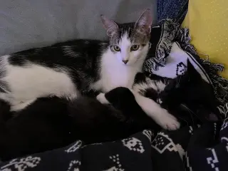 Chaulk (bonded with Chili)