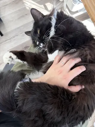 Chaulk (bonded with Chili)