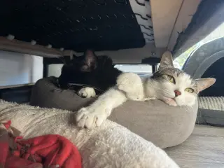 Chaulk (bonded with Chili)