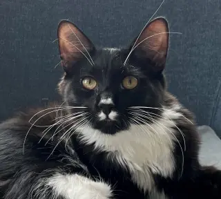 Chaulk (bonded with Chili)