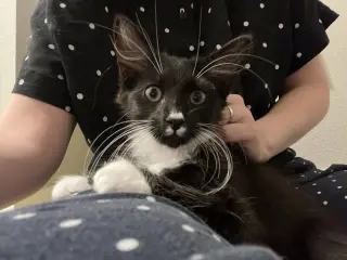 Chaulk (bonded with Chili)