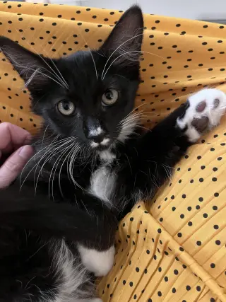 Chaulk (bonded with Chili)