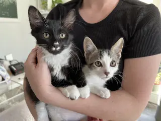 Chaulk (bonded with Chili)