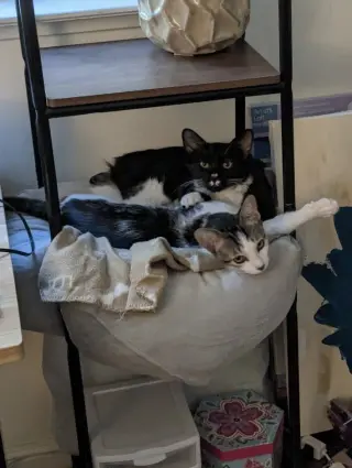 Chaulk (bonded with Chili)