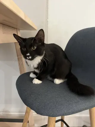 Chaulk (bonded with Chili)