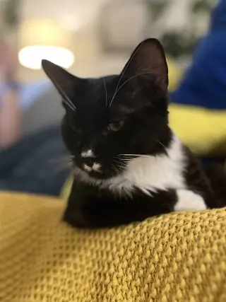 Chaulk (bonded with Chili)