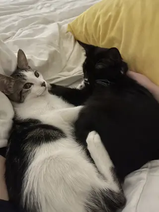 Chili (bonded with Chaulk)