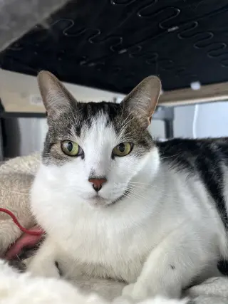 Chili (bonded with Chaulk)