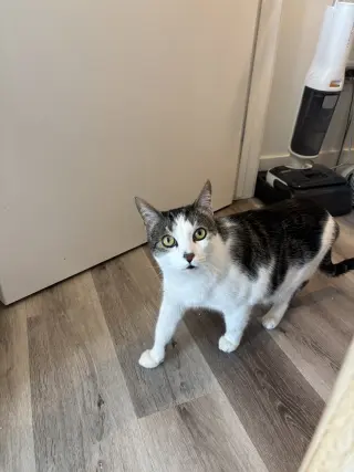 Chili (bonded with Chaulk)