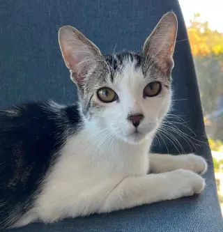 Chili (bonded with Chaulk)