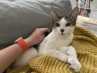 Chili (bonded with Chaulk)