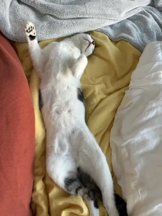 Chili (bonded with Chaulk)